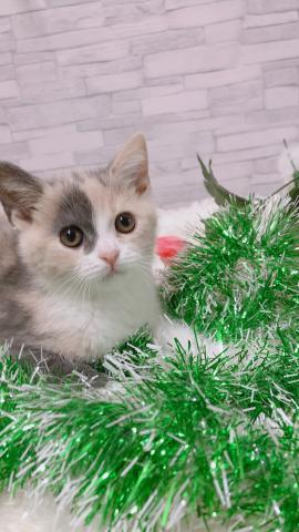 ブリティッシュショートヘア