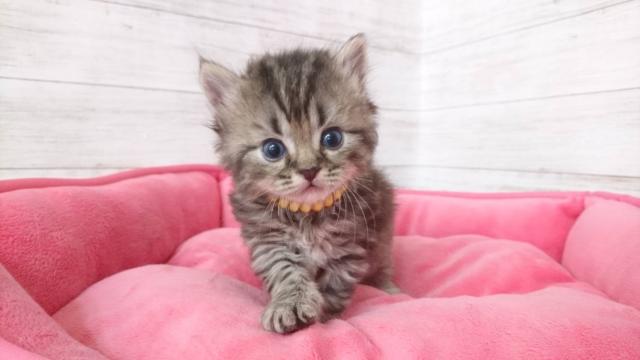 ミヌエット(旧ナポレオン)