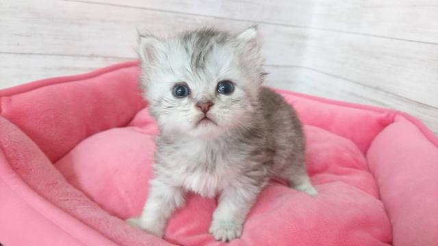 ミヌエット(旧ナポレオン)