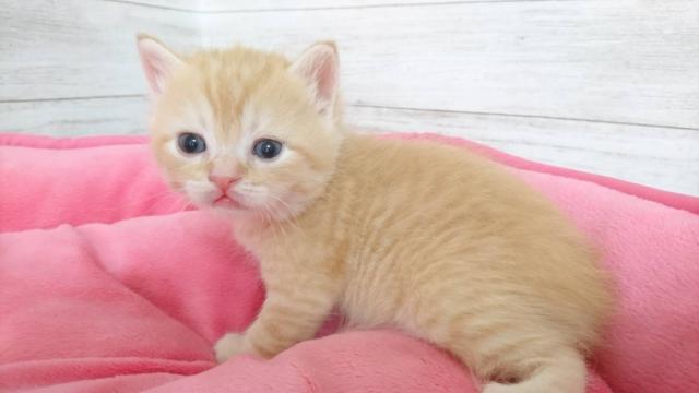 ミヌエット（旧ナポレオン）