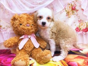 ミニチュアプードル