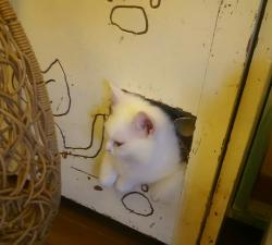 スコティッシュフォールドロングヘアー立ち耳 猫の手 Cat's model CHII