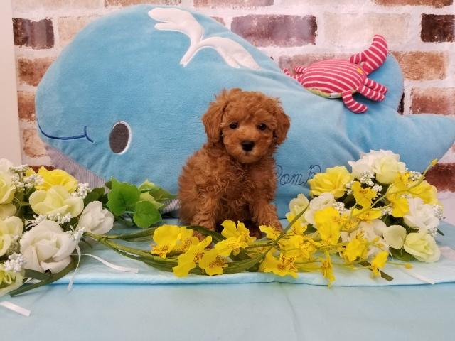 トイプードル