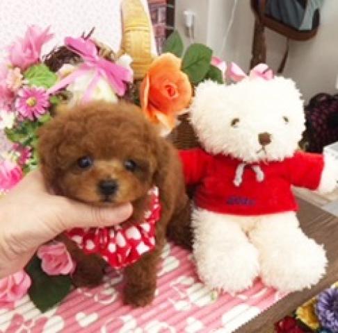 トイプードルティーカッププードル