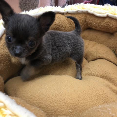 チワワ(ロングコート)