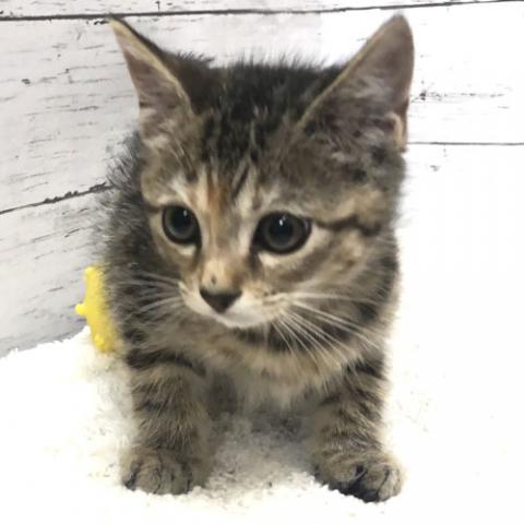 スコティッシュフォールド