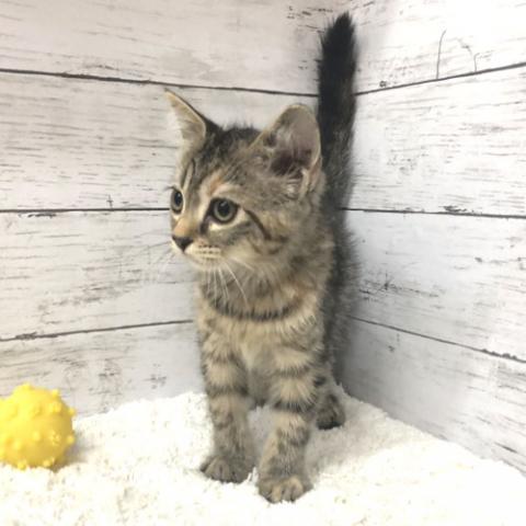 スコティッシュフォールド