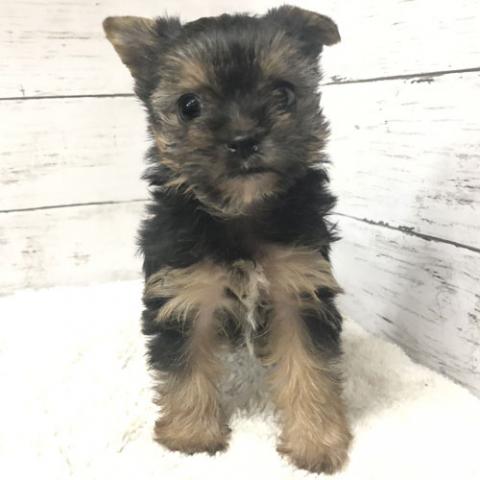 ヨークシャーテリア