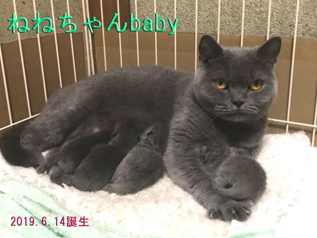 ブリティッシュショートヘア
