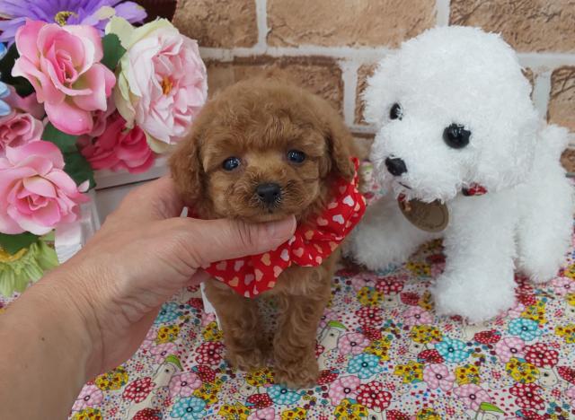 トイプードルティーカッププードル