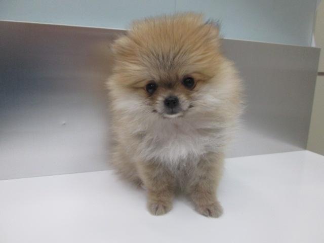 ポメラニアン 極小サイズ 子犬や子猫たちのペット販売情報が満載 ペットステーション ポメラニアン 極小サイズ 子犬や子猫たちのペット販売情報が満載 ペットステーション