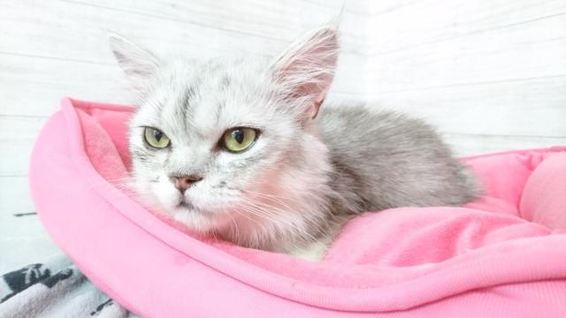 ミヌエット（旧ナポレオン）