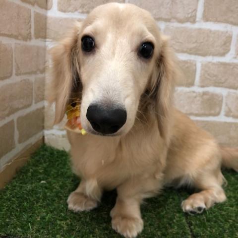ミニチュアダックスフンド