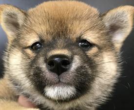 ⭐️豆柴犬⭐️💕今週の大特価33万円💕ティアラだから実現できるこの価格💕お口の黒い毛色は、綺麗に抜けますのでご安心を💕