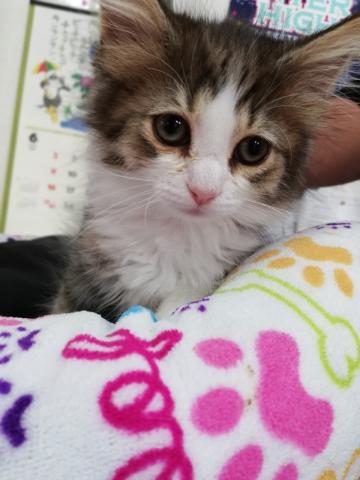 ノルウェージャンフォレストキャット