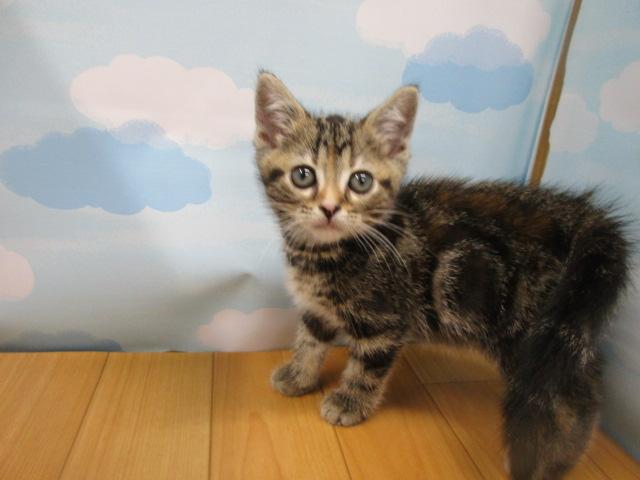 アメリカンショートヘアー