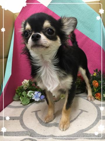 チワワ（ロングコート）