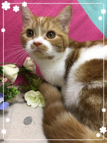 スコティッシュフォールド