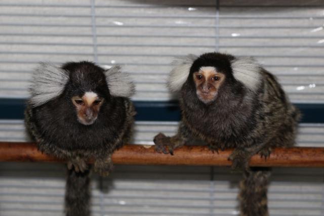 コモンマーモセットペア(ハウス付き)