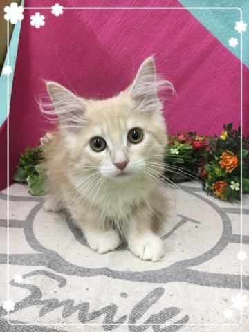 ノルウェージャンフォレストキャット