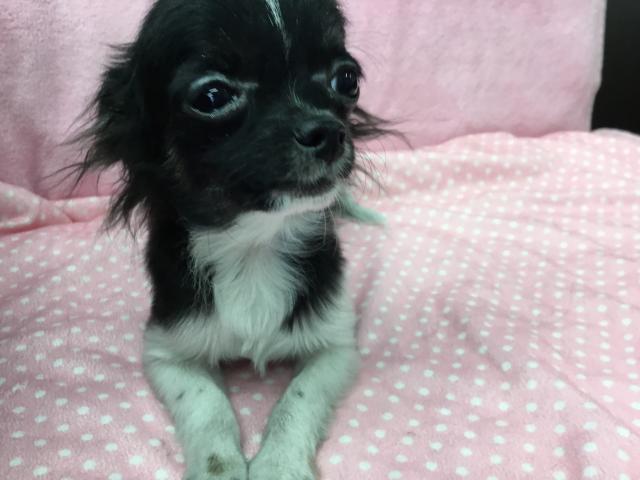 マルチーズ×チワワ