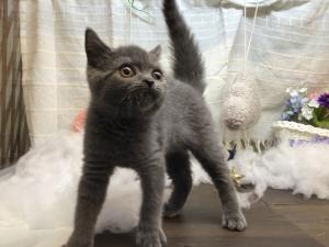 ブリティッシュショートヘア
