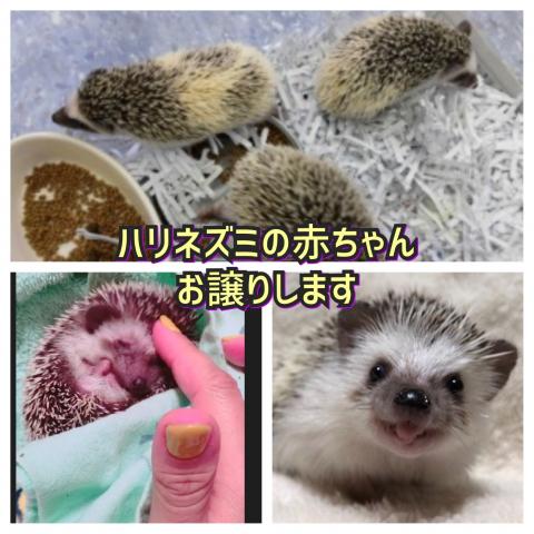 ハリネズミの赤ちゃん販売中です、ハリネズミカフェ もぐもぐ