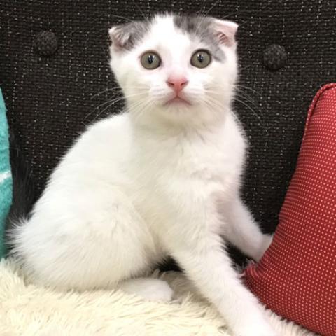 スコティッシュフォールド