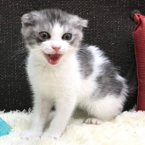 スコティッシュフォールド