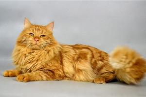 Jellicle cat's (ジェリクル キャッツ)