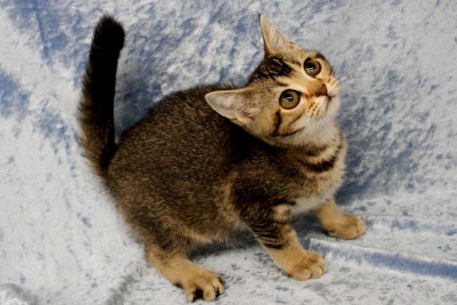 スコティッシュフォールド