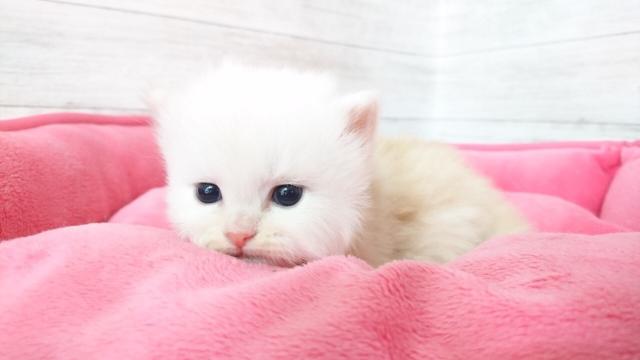 ミヌエット（旧ナポレオン）