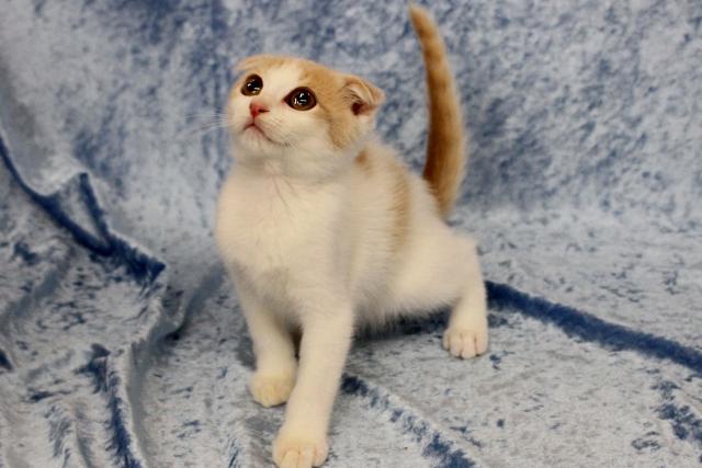 スコティッシュフォールド