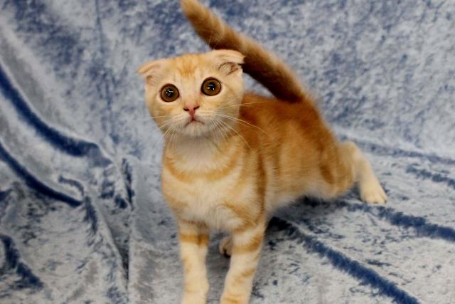 スコティッシュフォールド