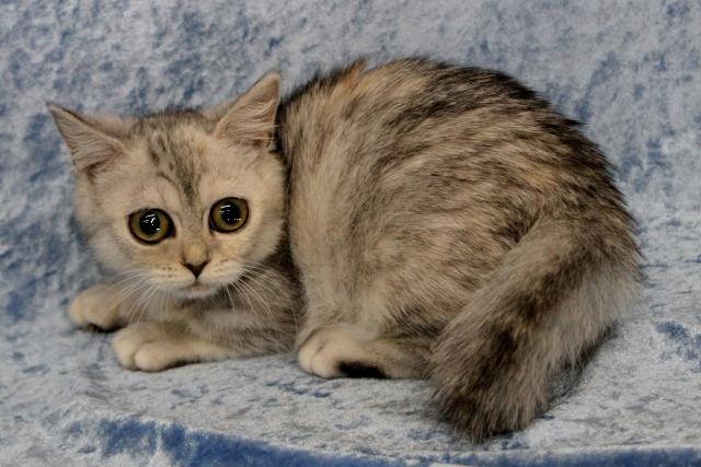 ミヌエット(旧ナポレオン)