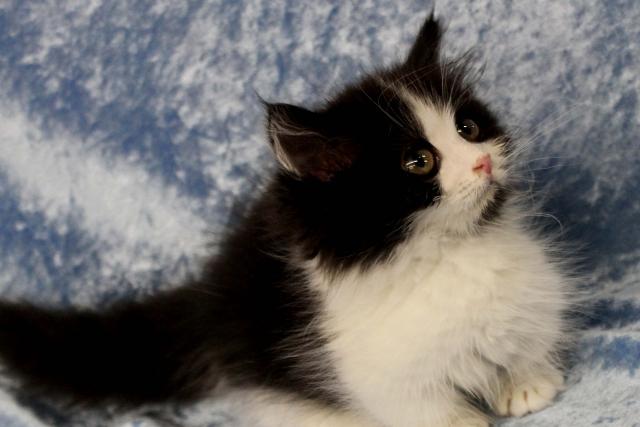 ミヌエット(旧ナポレオン)