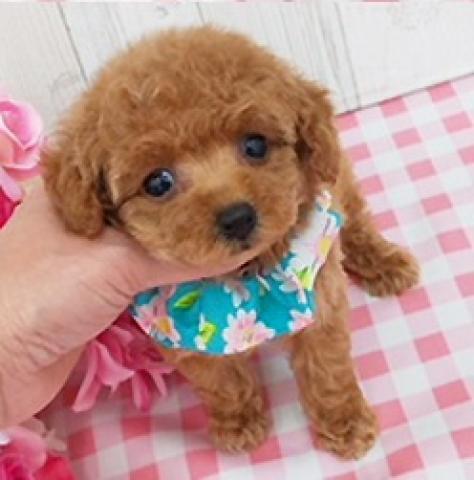 トイプードルティカッププードル