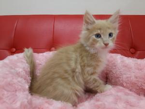ノルウェージャンフォレストキャット