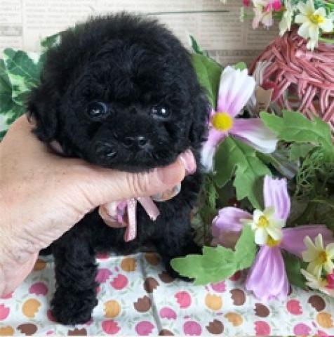 トイプードルティーカップ