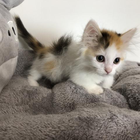 マンチカン(短足)