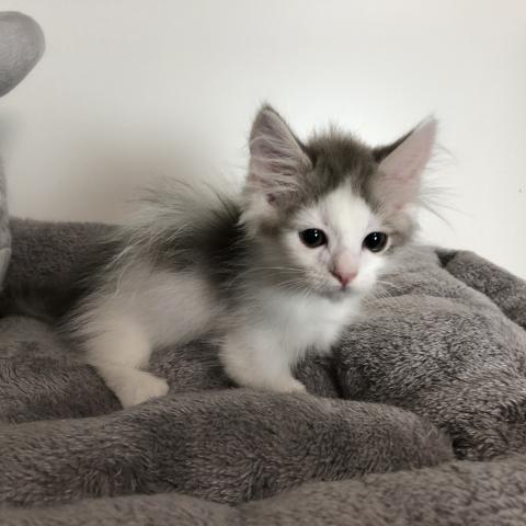 マンチカン(短足)