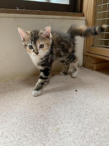 スコティッシュフォールド