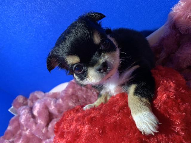 チワワ(ロングコート)