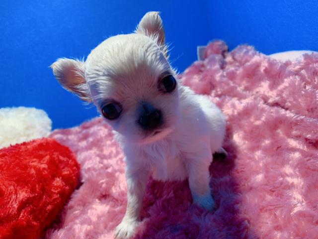 チワワ（ロングコート）