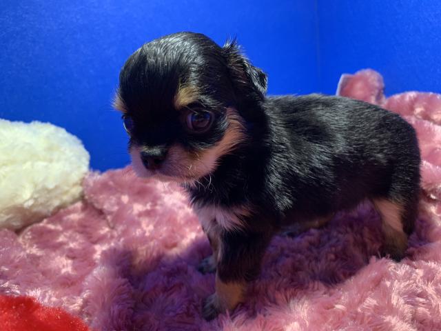 チワワ（ロングコート）