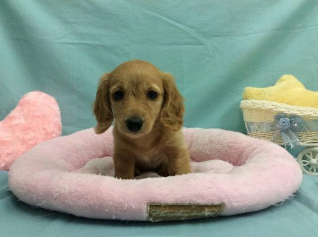 ミニチュアダックスフンド