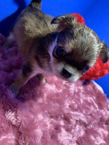 チワワ（ロングコート）