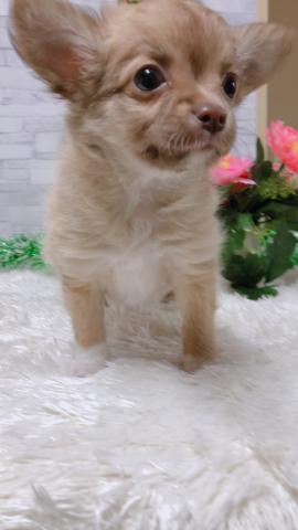 チワワ（ロングコート）