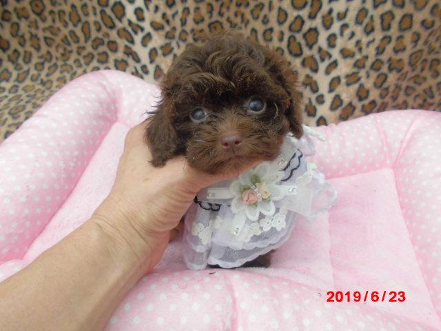 トイプードルTカッププードル