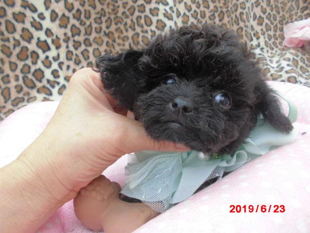 トイプードルタイニープードル